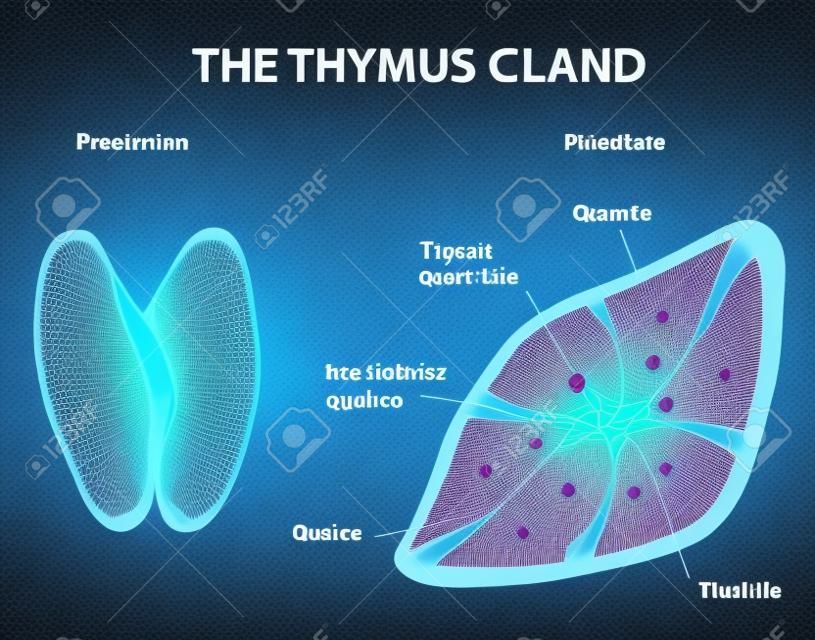 Thymus yapısı Vektör diyagramı Bezi sadece O thymosin salgılar kalbin üstünde, göğüs boşluğunda yatıyor