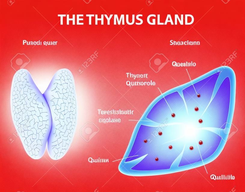 Thymus structure  Vector diagram  Gland lies in the thoracic cavity, just above the heart  It secretes thymosin 