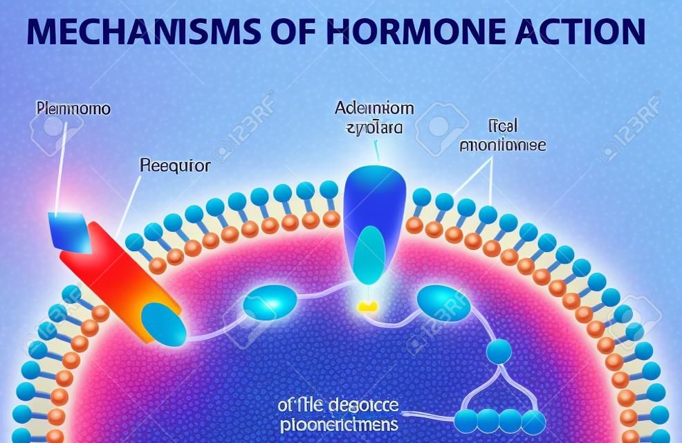 Hormony wiążą się z receptorami w błonie