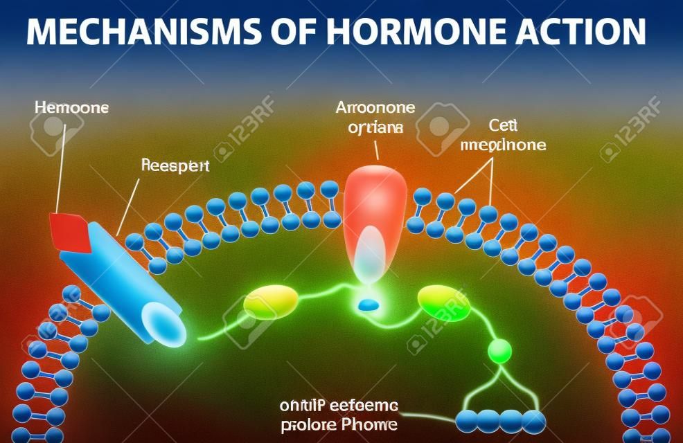 Hormones bind to receptors on the plasma membrane 