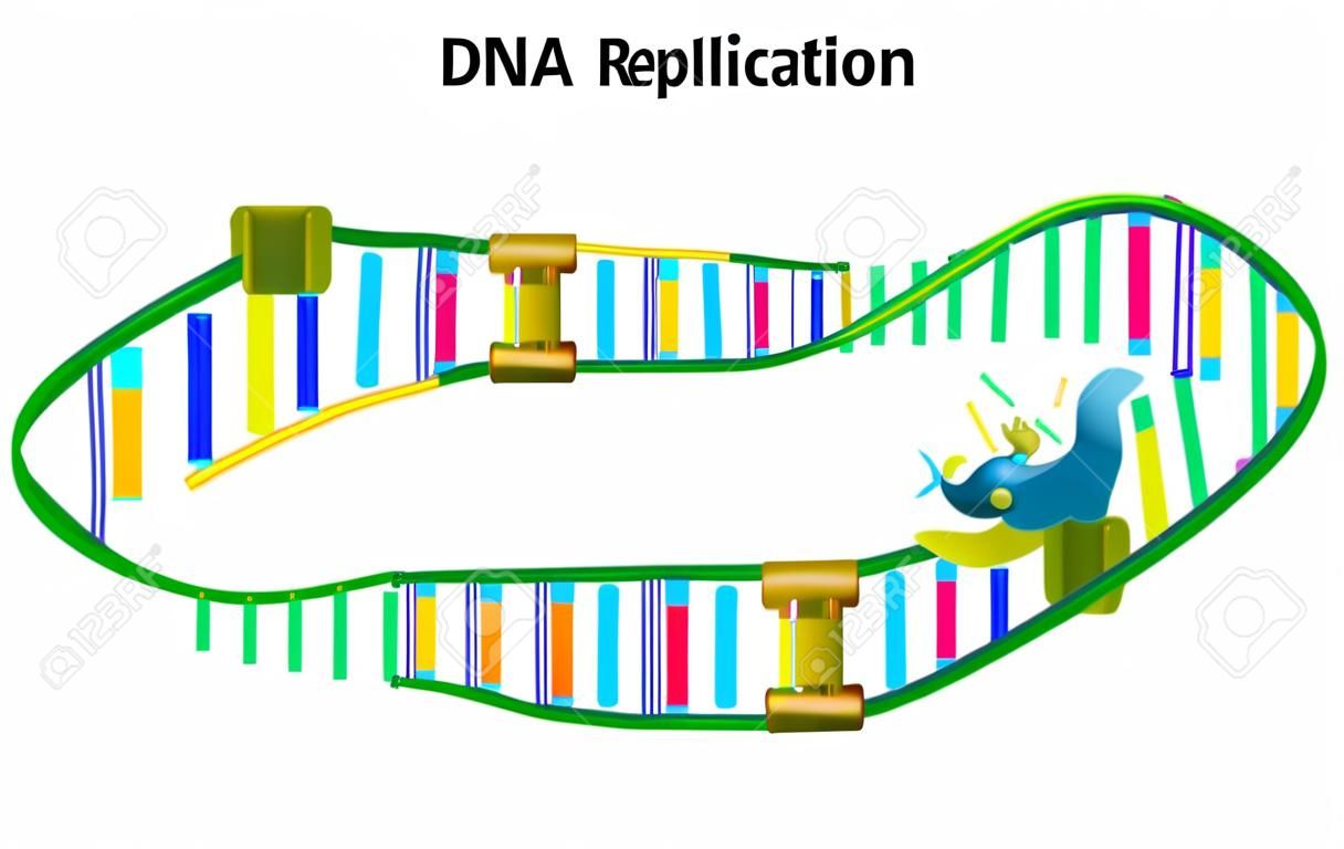 DNA的複製。向量