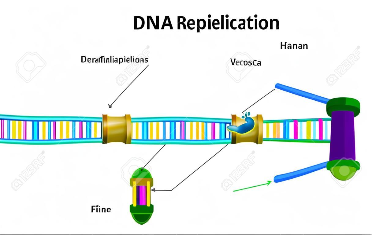 La replicación del ADN. Vector