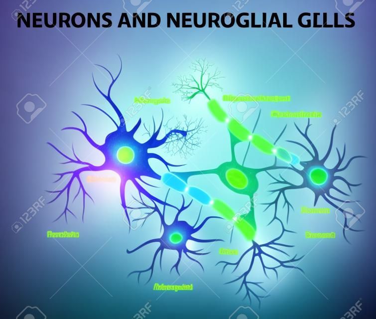ニューロンとグリア細胞。グリア細胞が脳の非神経のセルです。グリア細胞の異なる種類があります: オリゴデンドロ サイト、ミクログリア、アストロ サイト、シュワン細胞