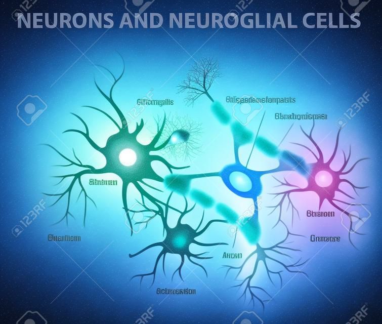 Las neuronas y las células neurogliales. Las células gliales son células no neuronales en el cerebro. Hay diferentes tipos de células gliales: oligodendrocitos, astrocitos y microglia, células de Schwann