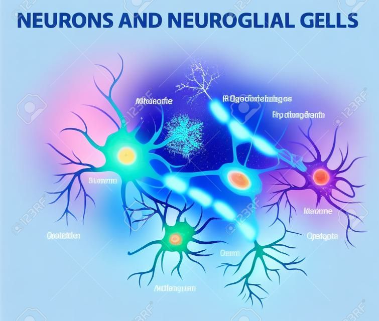Neurons and neuroglial cells. Glial cells are non-neuronal cells in brain. There are different types of glial cells: oligodendrocyte, microglia, astrocytes and Schwann cells