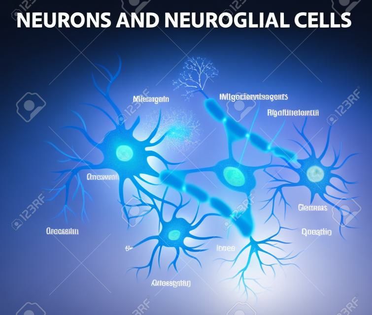 Neuronen und Neurogliazellen. Gliazellen sind nicht-neuronale Zellen in Gehirn. Es gibt verschiedene Arten von Gliazellen: Oligodendrocyten, Mikroglia, Astrozyten und Schwannzellen