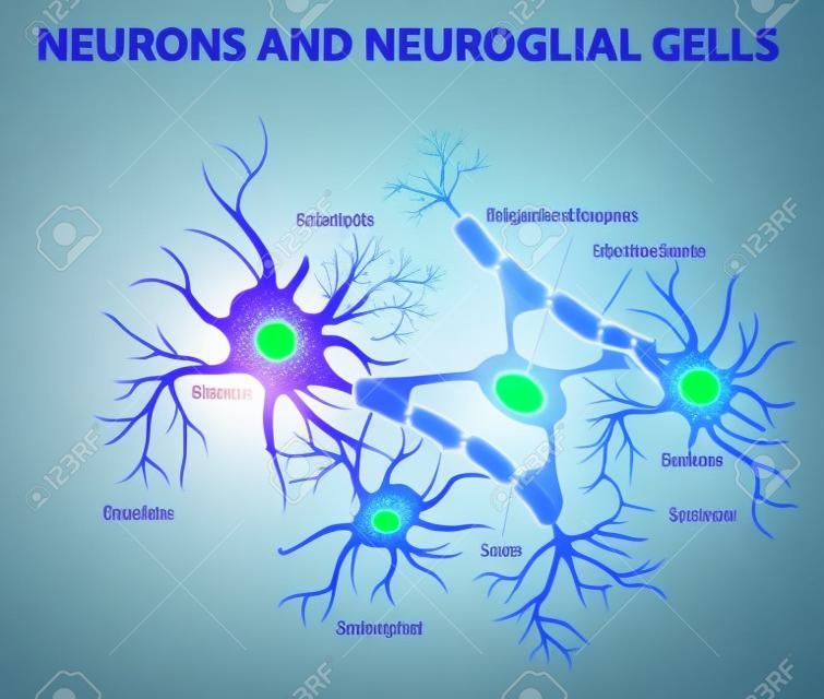 Neuronen und Neurogliazellen. Gliazellen sind nicht-neuronale Zellen in Gehirn. Es gibt verschiedene Arten von Gliazellen: Oligodendrocyten, Mikroglia, Astrozyten und Schwannzellen