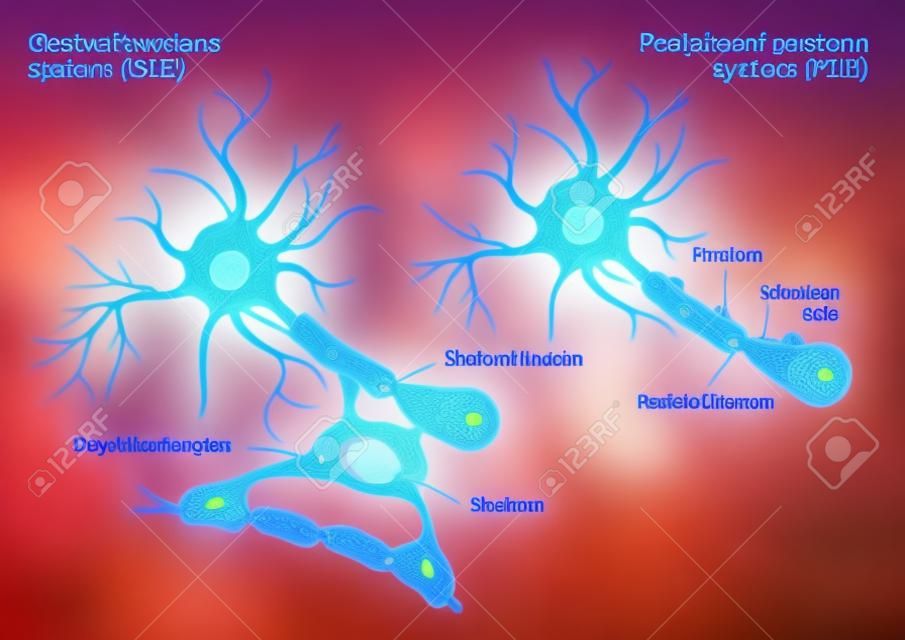 differentiation of myelinated axons. Oligodendrocytes unlike Schwann cells form segments of myelin sheaths of numerous neurons at once. Oligodendrocytes in the central nervous system and  Schwann cells in the peripheral nervous system.