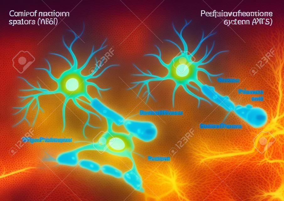 Zróżnicowanie zmielinizowanych aksonów. Oligodendrocyty odmiennie niż komórki Schwanna tworzą odcinki osłonek mielinowych wielu neuronów raz. Oligodendrocyty w ośrodkowym układzie nerwowym i komórek Schwanna w obwodowym układzie nerwowym.