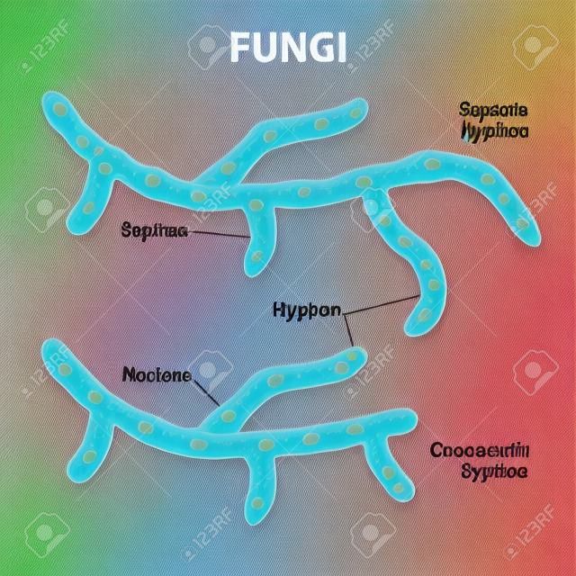 真菌。分類基於細胞的分裂。隔菌絲（有隔膜）和aseptate菌絲（多核的或無隔膜）。