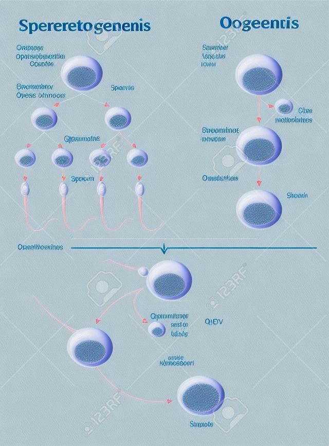 Spermatogenesi e Oogenesi. Oogenesi o ovogenesis è la creazione di un ovulo, è la forma femminile della gametogenesi. L'equivalente maschile è spermatogenesi.