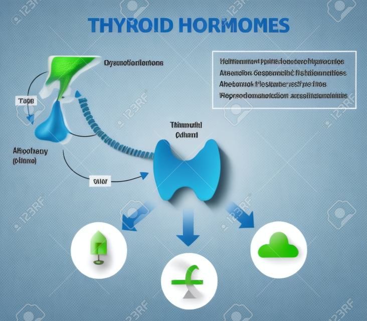 schildklierhormonen, menselijk endocrien systeem.
