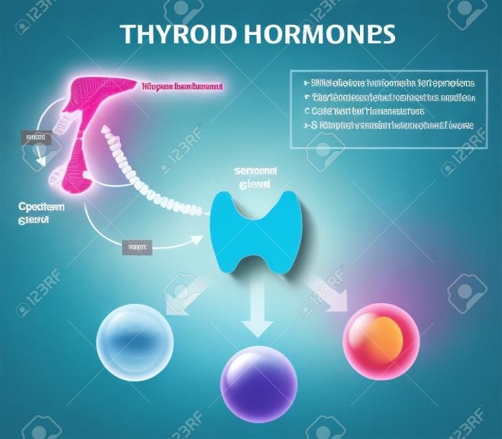 甲状腺ホルモン。人間の内分泌系。