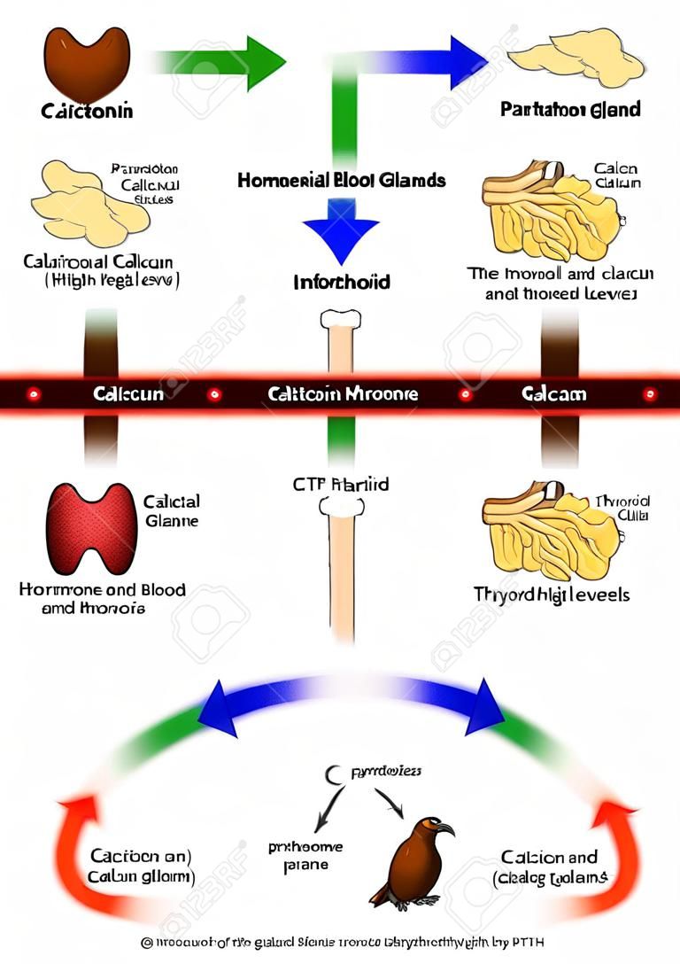 calcitonina y parathormona. Regulación hormonal de los niveles de calcio en la sangre. La regulación de los niveles de calcio en la sangre por la TC de la glándula tiroides y por PTH de las glándulas paratiroides. Demasiado calcio puede causar insuficiencia cardíaca, mientras que niveles bajos de calcio podrían ca