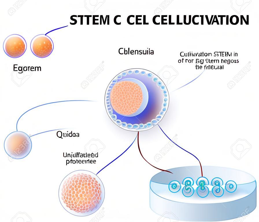Stem cell cultivation. In Vitro Fertilization of the egg by a sperm outside the body. After several days they develop intoÂ undifferentiated stem cells.