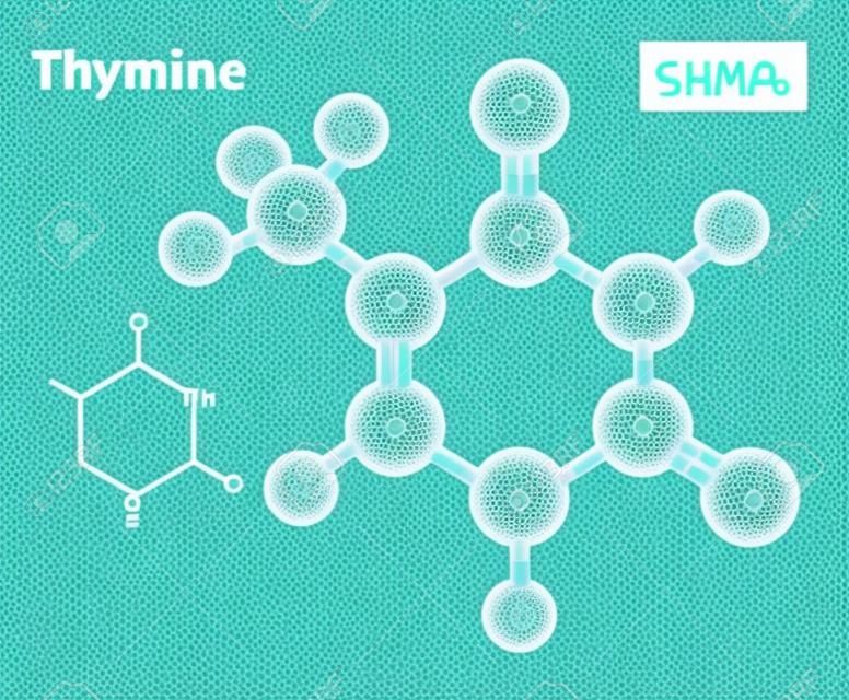 estructura molecular timina. fórmula química estructural y el modelo de Timina