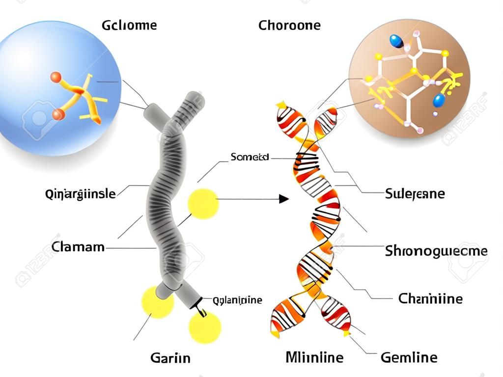 셀, 염색체, DNA 및 유전자. 셀 구조. DNA 분자는 이중 나선이다. 유전자는 DNA의 길이가 특정 단백질을 코딩하는 것이다. 게놈 연구