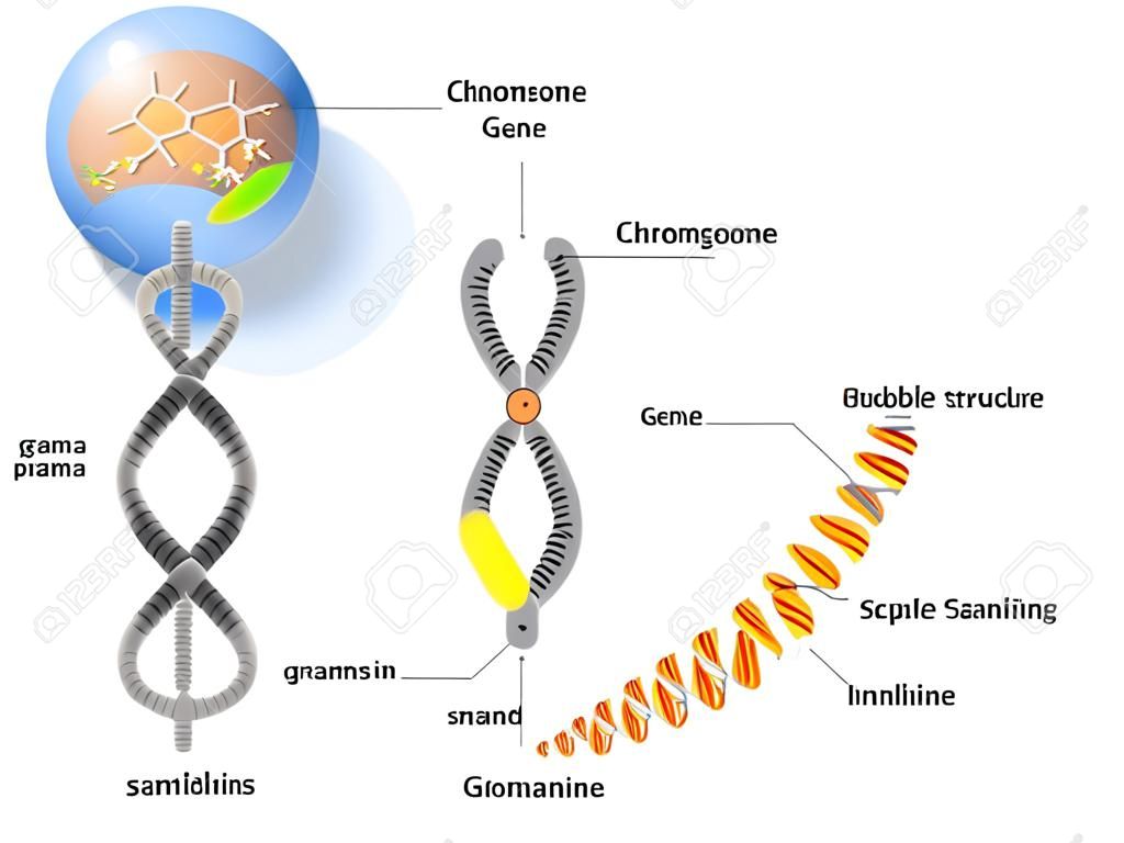 細胞、染色体、DNA、遺伝子。セル構造。Dna は、二重らせんです。遺伝子は、特定のタンパク質をコードする DNA の長さです。ゲノム研究