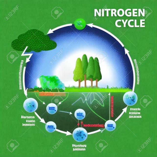 Ciclo del nitrógeno. Los procesos del ciclo del nitrógeno transforman el nitrógeno de una forma a otra. Ilustración del flujo de nitrógeno a través del medio ambiente.
