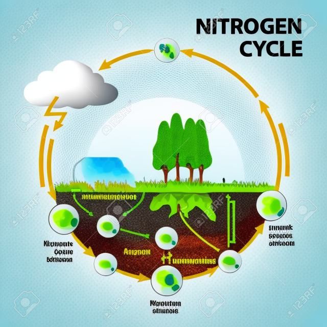 Nitrogen cycle. The processes of the nitrogen cycle transform nitrogen from one form to another. Illustration of the flow of nitrogen through the environment.