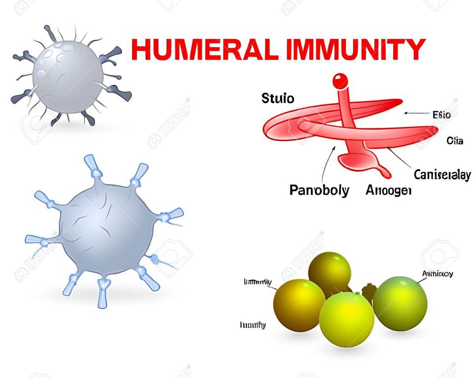 humeral Immunität. Lymphozyt, Antikörper und Antigen.
