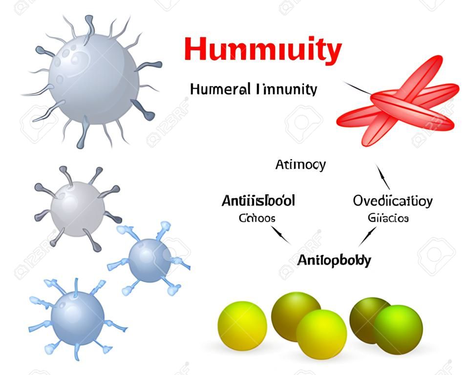 humeral Immunität. Lymphozyt, Antikörper und Antigen.