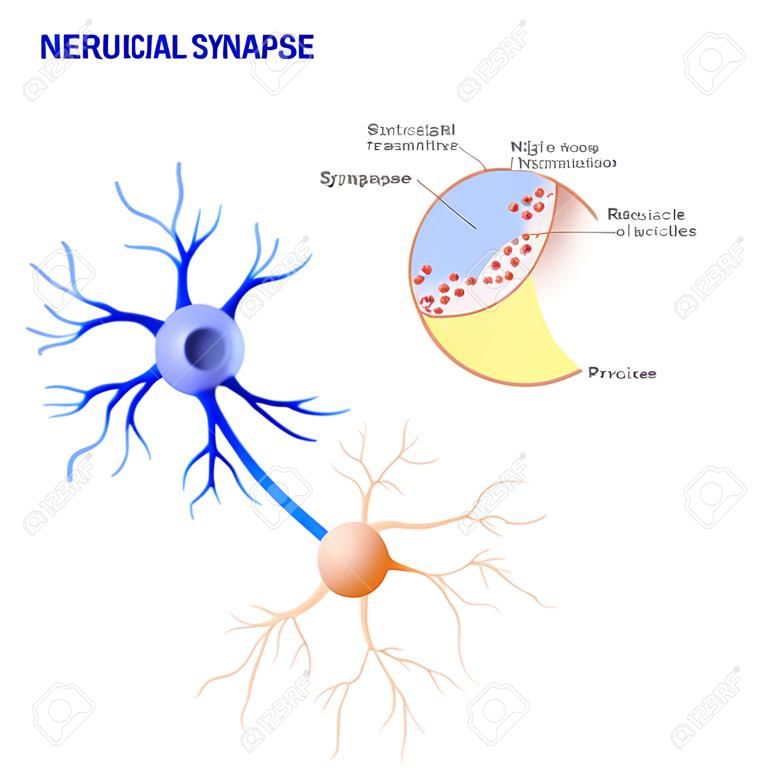 Estrutura de uma sinapse química típica. mecanismos de liberação de neurotransmissores. Os neurotransmissores são embalados em vesículas sinápticas transmitem sinais de um neurônio para uma célula alvo através de uma sinapse.