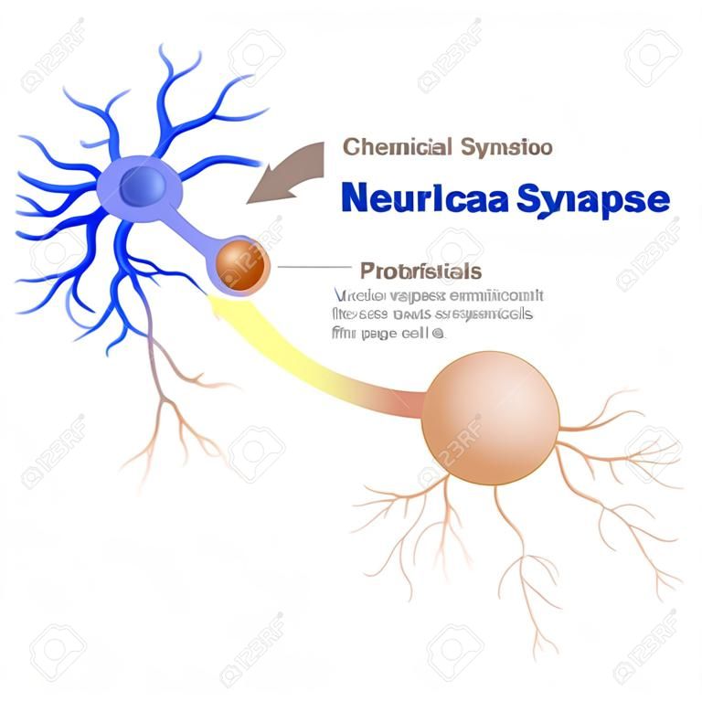 一個典型的化學突觸結構。神經遞質釋放的機制。神經遞質被打包成突觸囊泡從一個神經元跨突觸靶細胞發送信號。