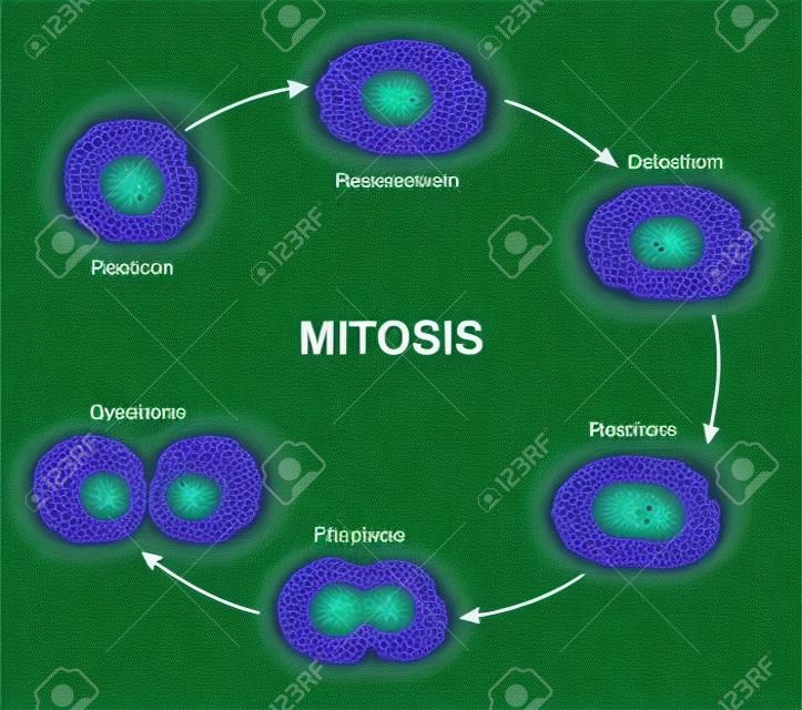 Esquema de mitose da divisão celular