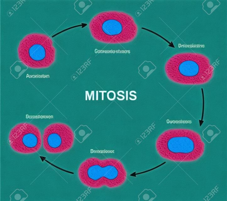 Деление клеток схема Митоз
