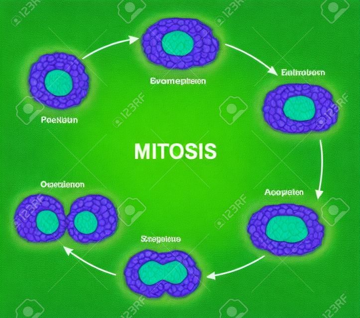 Esquema de mitose da divisão celular