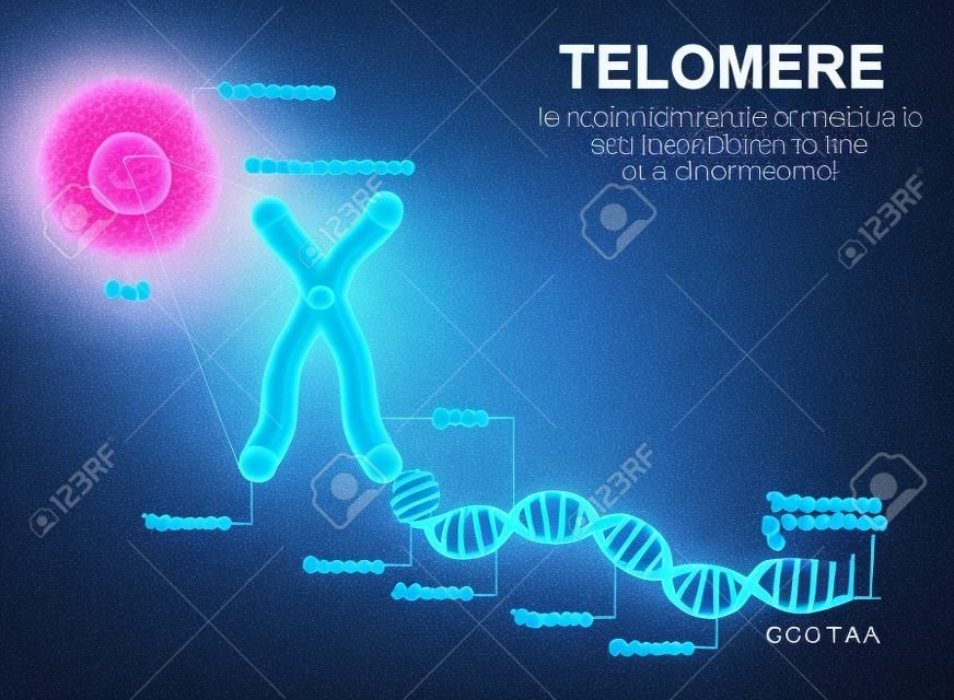 Een telomeer is een herhaling van dubbelgestrand DNA dat zich aan de uiteinden van chromosomen bevindt. Elke keer dat een cel zich verdeelt, worden de telomeren korter. Uiteindelijk worden de telomeren zo kort dat de cel zich niet langer kan verdelen.
