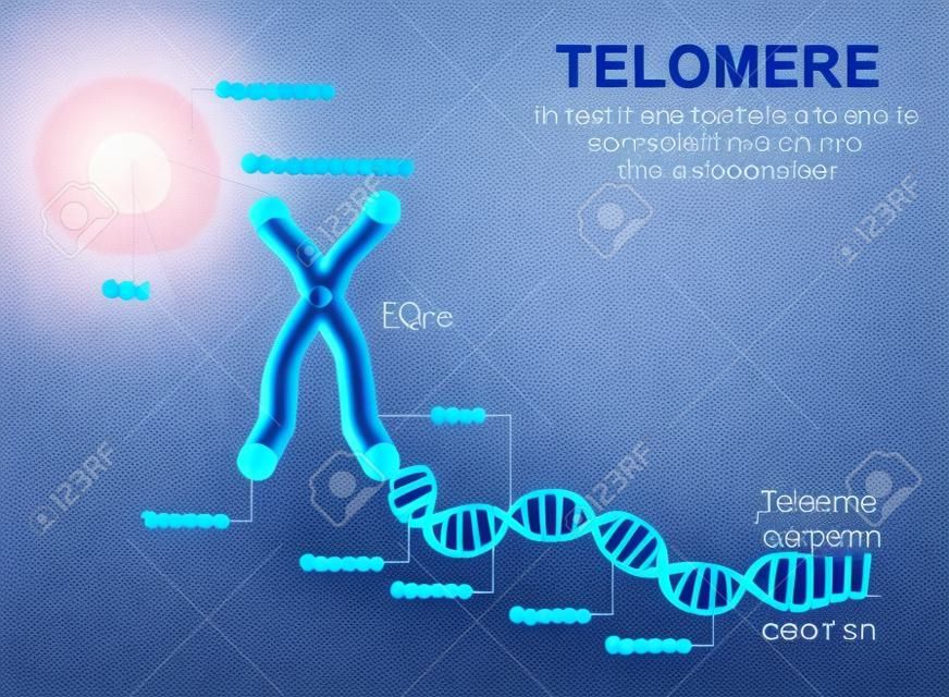 A ist eine telomere Wiederholungssequenz von doppelsträngiger DNA an den Enden von Chromosomen. Jedes Mal, wenn eine Zelle teilt, werden die Telomere kürzer. Schließlich werden die Telomere so kurz, dass die Zelle nicht mehr teilen kann.