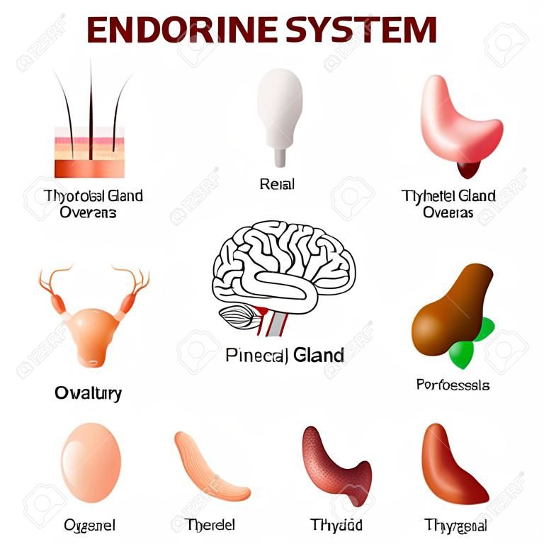 Menselijke anatomie. Endocriene systeem (pituitaire klier, pijnappelklier, testikel, eierstok, alvleesklier, schildklier, thymus, bijnier).