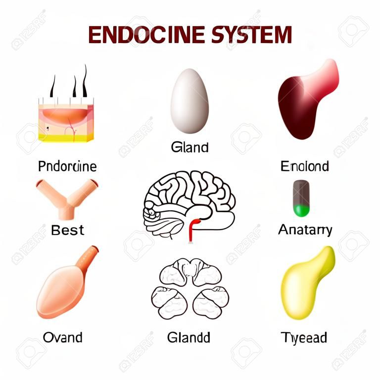 Anatomia umana. sistema endocrino (ipofisi, ghiandola pineale, testicoli, ovaie, del pancreas, della tiroide, del timo, ghiandola surrenale). Set di icone. Vettore