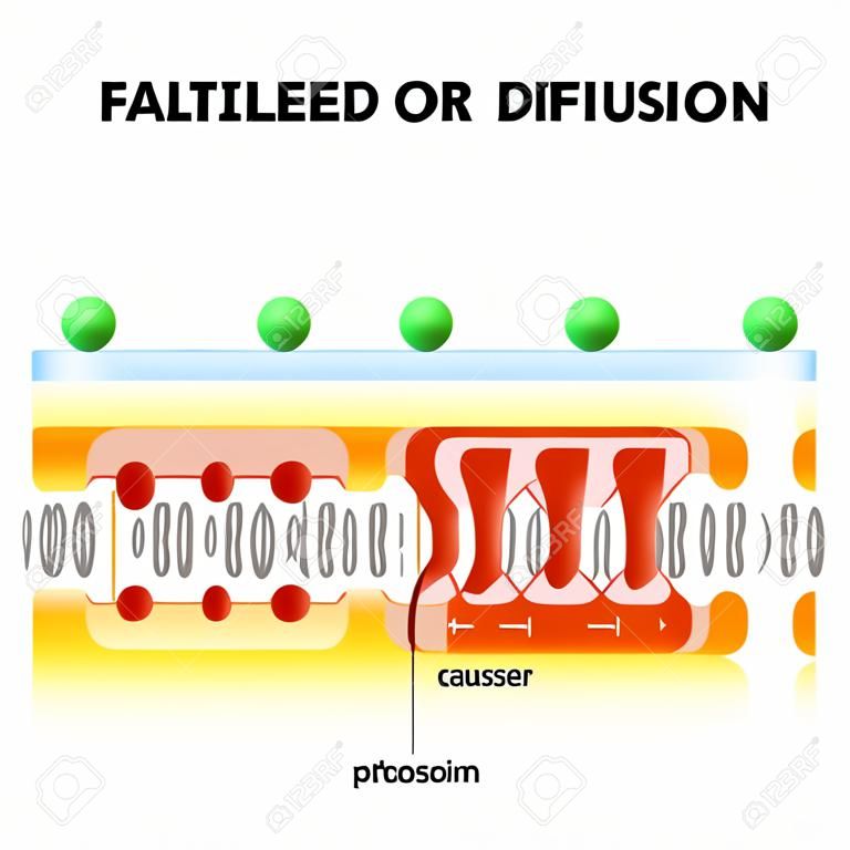 Облегченной диффузии или облегчаются транспорта или пассивно-опосредованный транспорт. белок-носитель