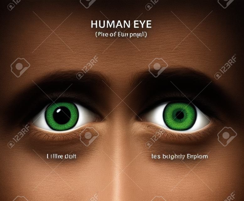 Menselijk oog. Grootte van de pupil in het donker en op een fel verlichte plaats. Pupil Verwijderd en Pupil vernauwd