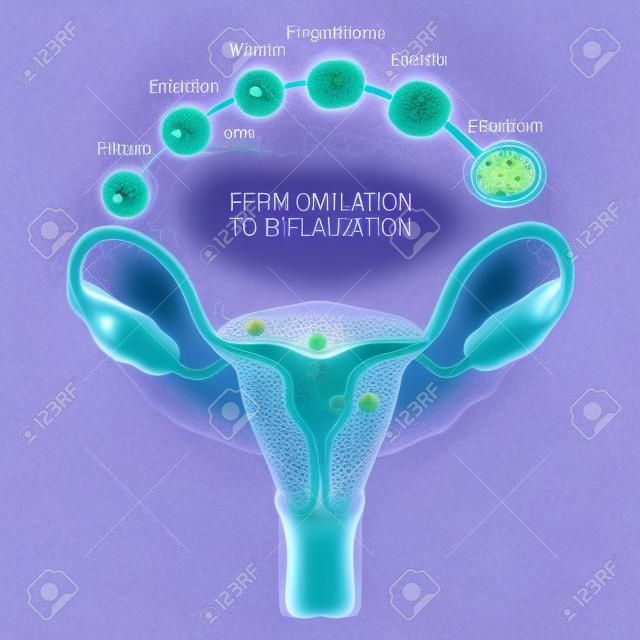 排卵受精します。人間の胚の開発: 排卵、受精、最初部門、子宮壁に胚盤胞の着床。女性の生殖器の解剖学.白い背景の上の広間と子宮。