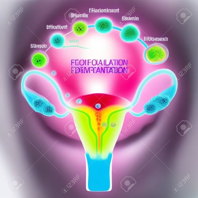 From ovulation to fertilization. development of a human embryo: ovulation, fertilization, first division and implantation of blastocyst in the uterine wall. anatomy of the female reproductive system. uterus with broad ligament on the white background.