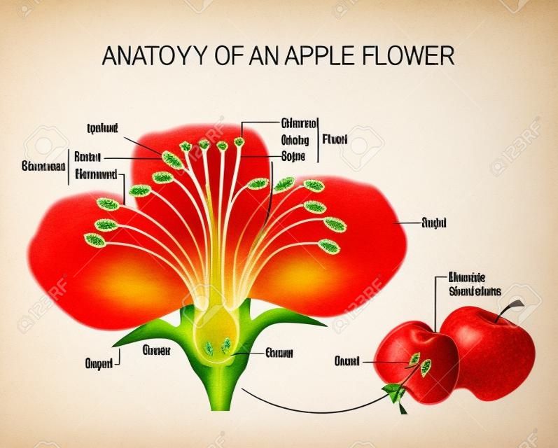 Anatomía de una flor de manzana. Partes de la flor. Diagrama detallado con sección transversal. útil para la botánica estudio y la educación científica. Flores y frutos