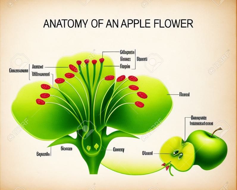 Анатомия яблочного цветка. Цветочные части. Подробная схема с поперечным сечением. Полезно для изучения ботаники и научного образования. Цветы и фрукты