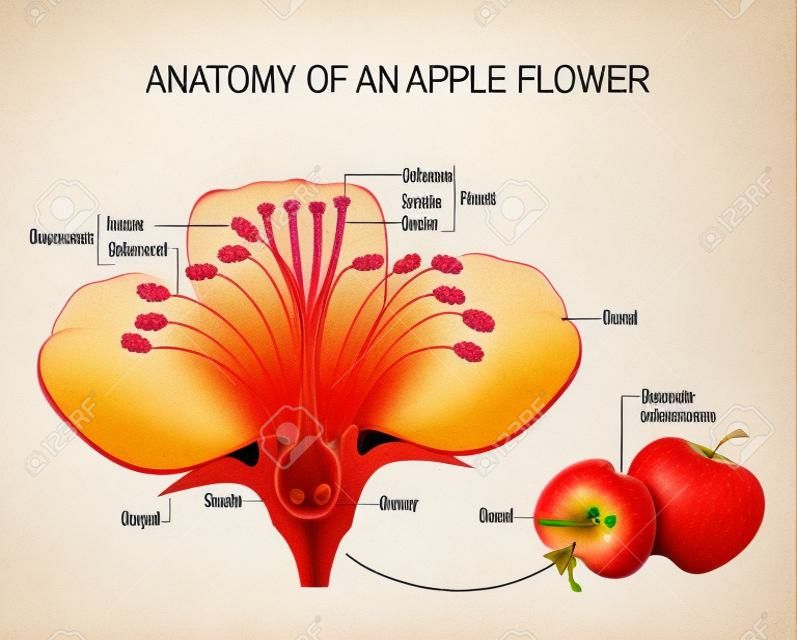 Anatómiája egy alma virág. Virágrészekre. Részletes vázlata keresztmetszettel. hasznos tanulmány botanika és a természettudományos oktatás. Virág és gyümölcs