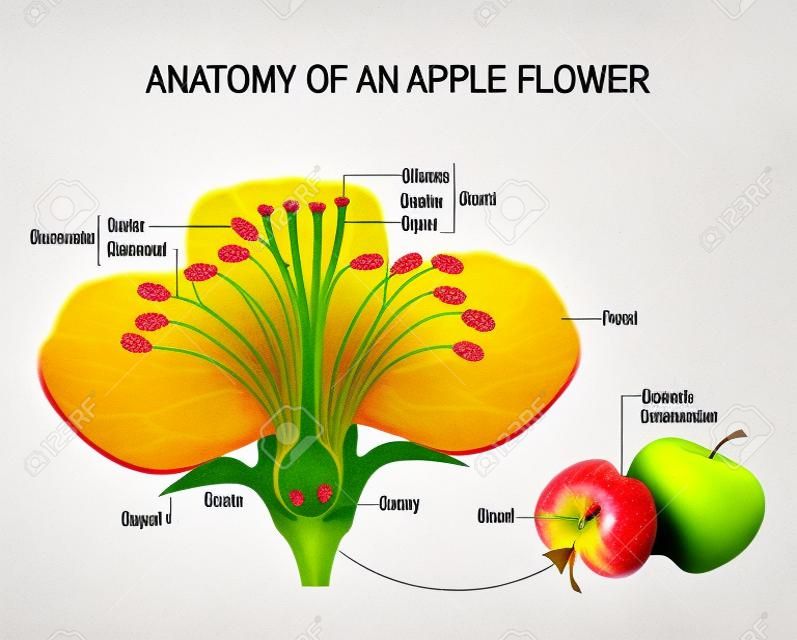 Анатомия яблочного цветка. Цветочные части. Подробная схема с поперечным сечением. Полезно для изучения ботаники и научного образования. Цветы и фрукты
