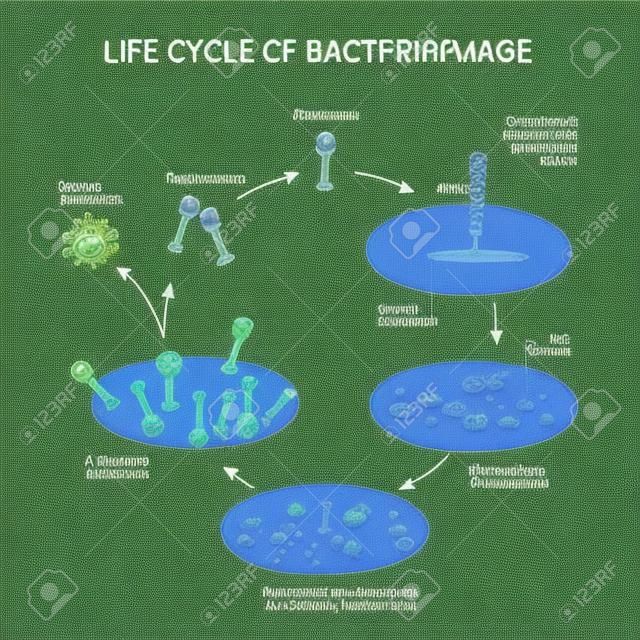 病毒例如噬菌體和細菌的生命週期。原理圖，示意圖。