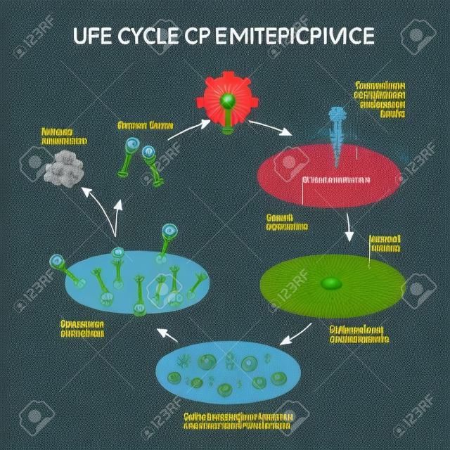 El ciclo de vida de los virus, por ejemplo bacteriófagos y bacterias. Diagrama esquemático.