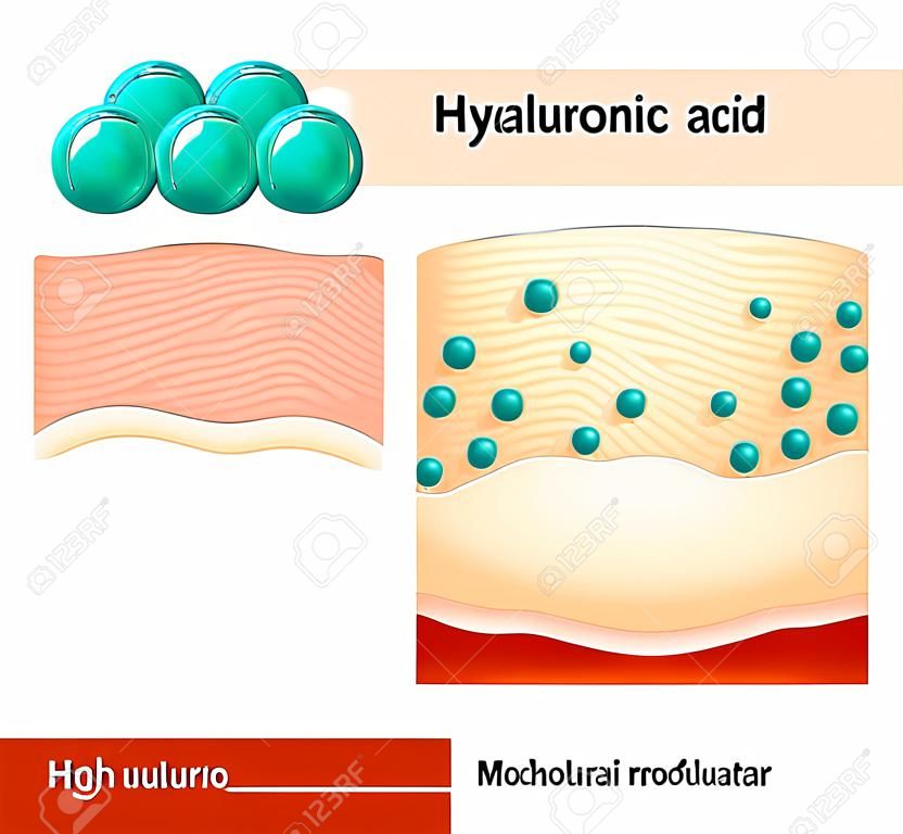 Acido ialuronico. Acido ialuronico nei prodotti per la cura della pelle. Molecolare Molto Molecolare ed Alta. Differenza