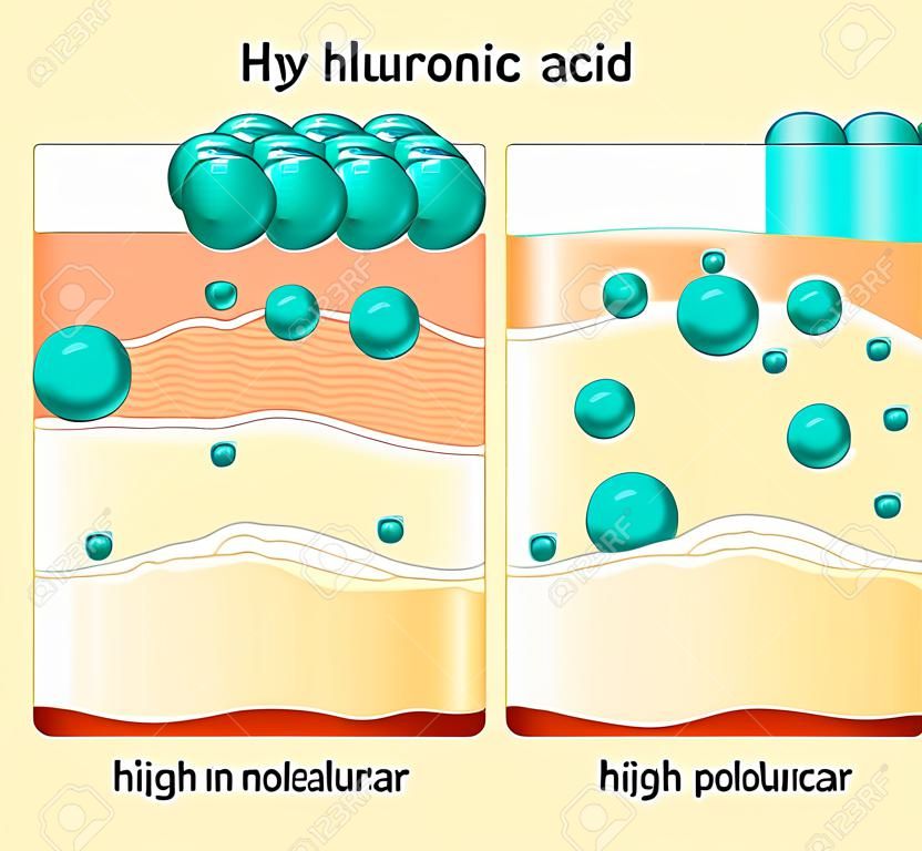 Hyaluronic acid. Hyaluronic acid in skin-care products. Low molecular and High molecular. Difference