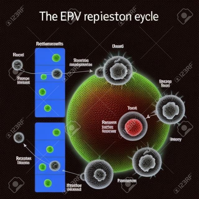 Epsteinâ€"Barr ウイルス (EBV) レプリケーション サイクル (セル、待ち時間および再アクティブ化エントリ)。ヒトヘルペス ウイルス。伝染性単核球症とがんの原因。