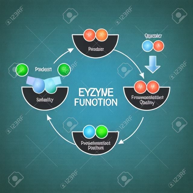 Enzyme function. substrate, product, enzyme-product complex and enzyme-substrate complex. vector diagram for medical, educational and scientific use.