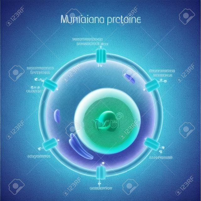 Komórka z białkami błonowymi. Kanały jonowe: bramkowany ligandem, bramkowany napięciem, antyporter, symporter, zawsze otwarty i akwaporyna. Nadajnik neuro. Ilustracja wektorowa do użytku medycznego, edukacyjnego i naukowego
